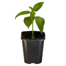 Chilli Rocoto - 10cm