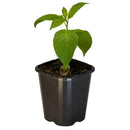 Chilli Rocoto - 10cm