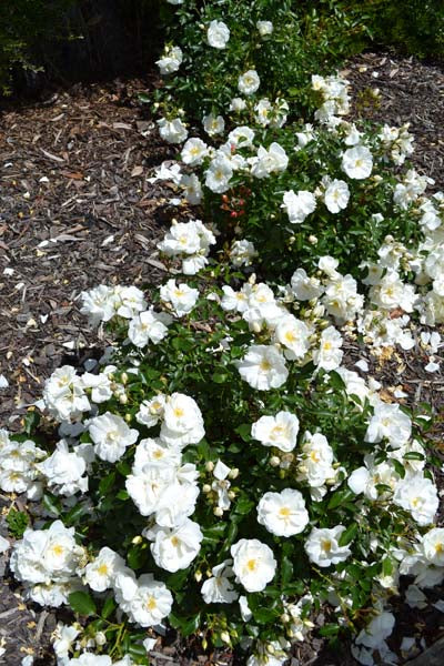Rose Flower Carpet White - 2.5L