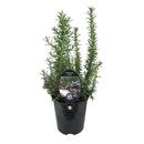 Rosemary Irene - 1.9L