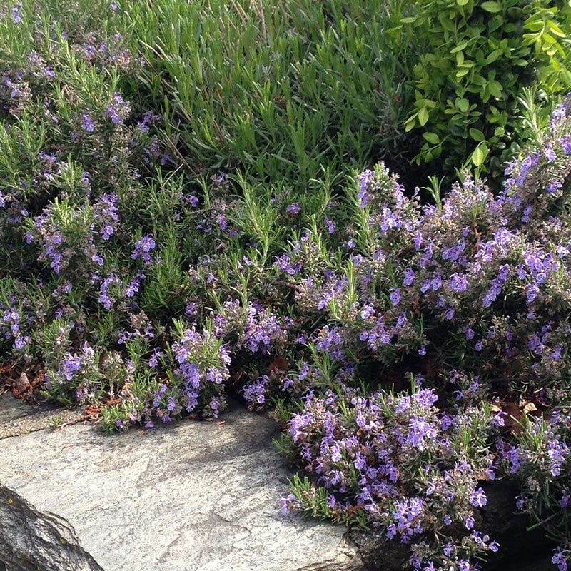 Rosemary Irene - 1.9L