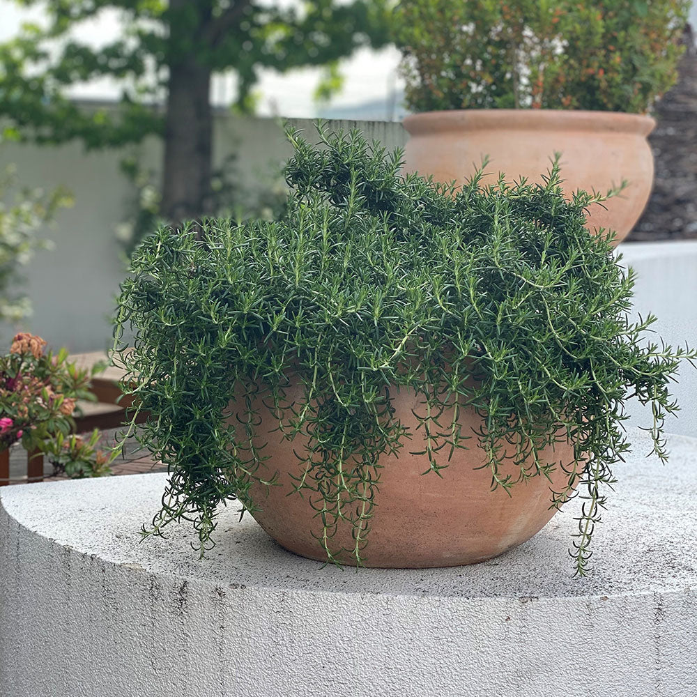 Rosemary Prostrata