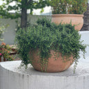 Rosemary Prostrata - 1.9L