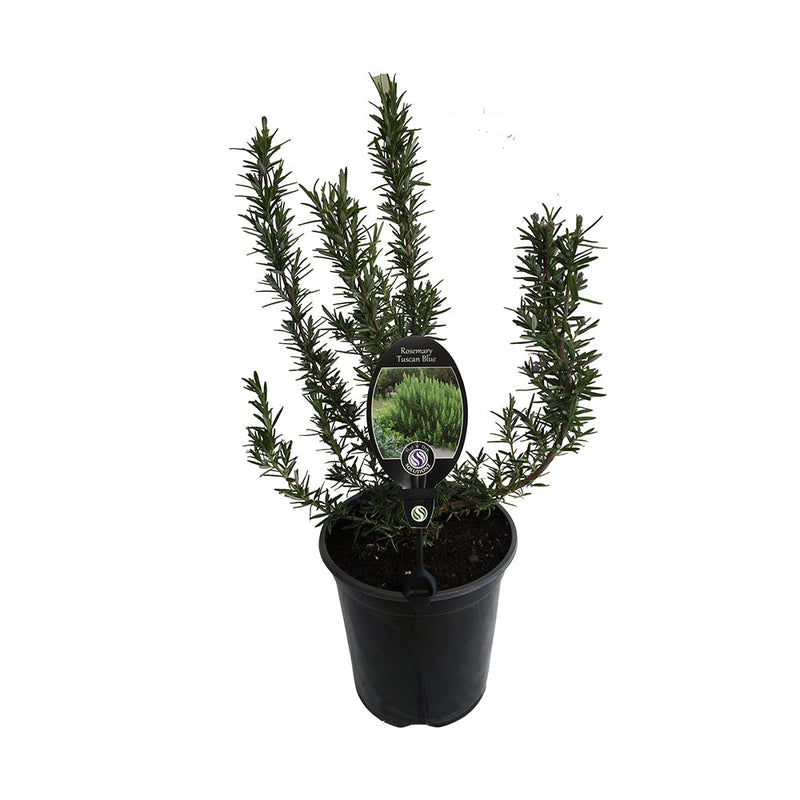 Rosemary Tuscan Blue - 3.5L