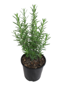 Rosemary Tuscan Blue - 2.4L