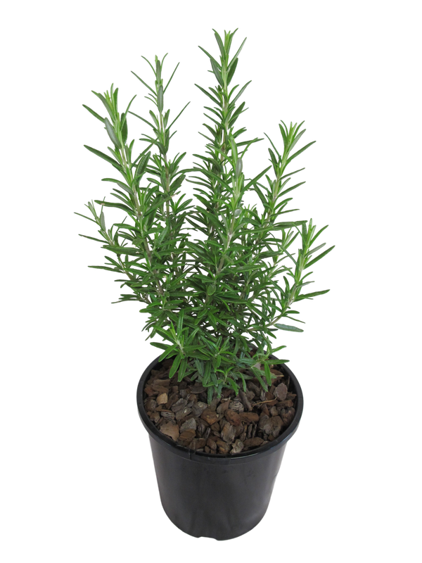 Rosemary Tuscan Blue - 2.4L