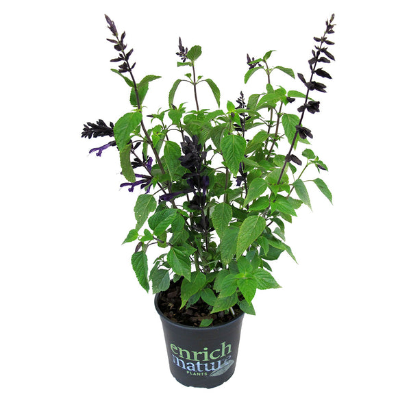 Salvia Amistad - 2.4L