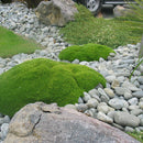 Scleranthus Biflorus - 3.5L