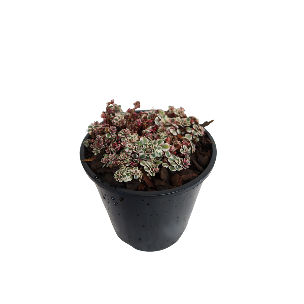 blob succulent Sedum Spurium Rainbow Blob