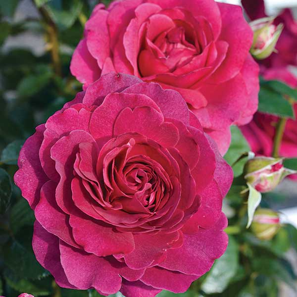 Showpiece Rose Berry - 2.5L