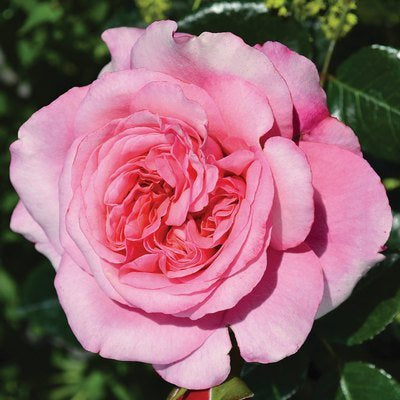 Showpiece Rose Blush - 2.5L