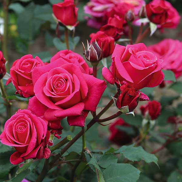 Showpiece Rose Lipstick - 2.5L