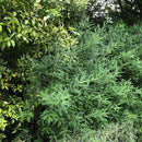 Sophora Dragons Gold - 3.5L