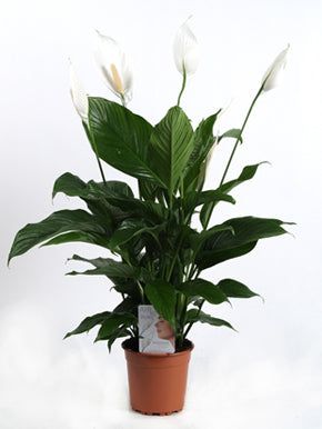 Spathuphyllum Silvana - 14CM