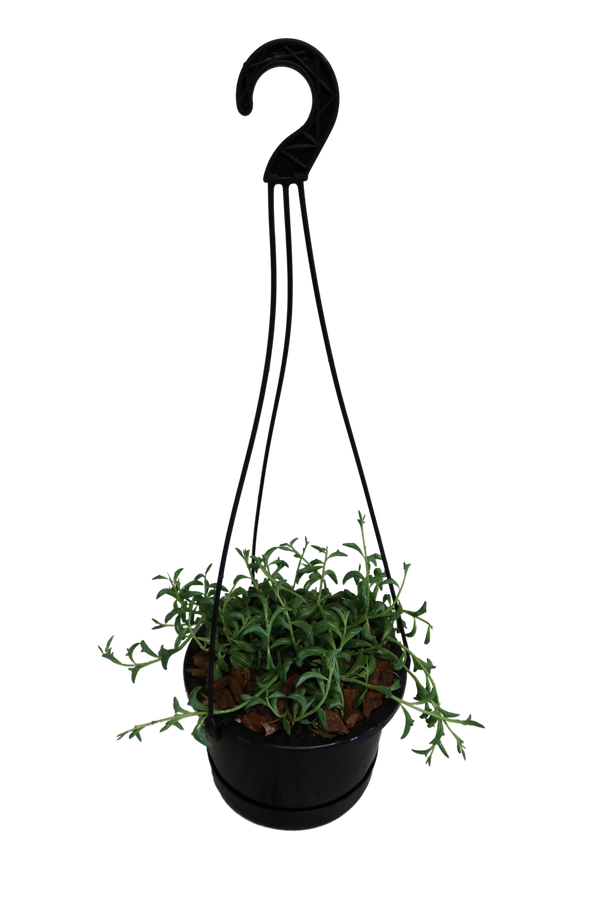 Senecio Peregrinans - String of dolphins 15cm basket