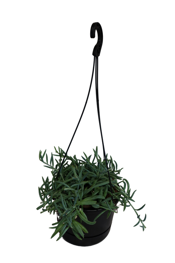 Senecio Radicans - String of fish hooks 15cm basket