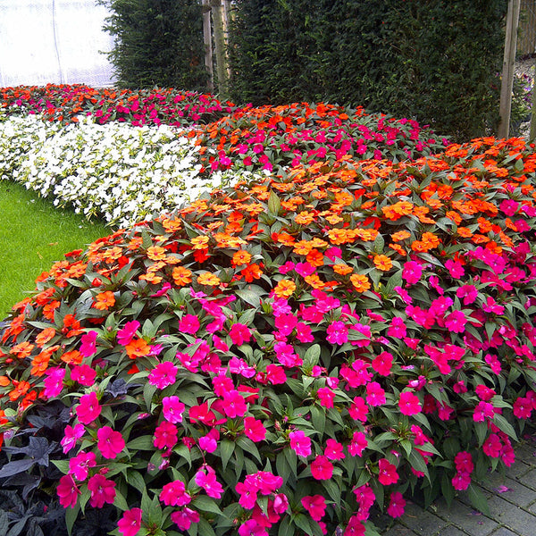 SunPatiens - 3.5L