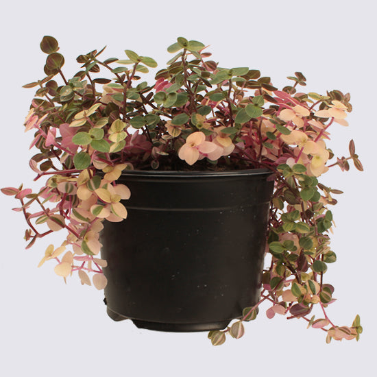 Callisia Sweet Bubbles - 14cm