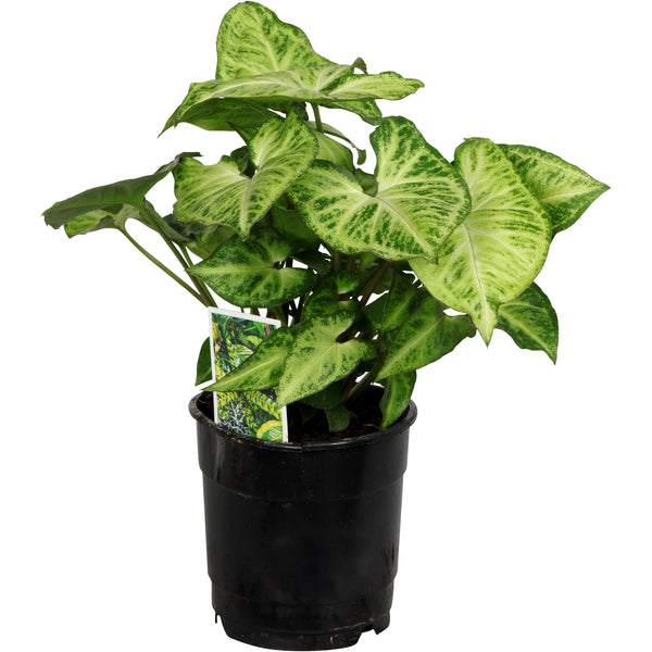 Syngonium Robusta - 12CM