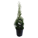 Thuja Smaragd - 3.5L