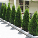 Thuja Smaragd - 3.5L