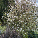 Viburnum Burkwoodii 3.5L