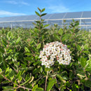 Viburnum Burkwoodii 3.5L