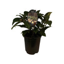 Viburnum Davidii - 3.5L
