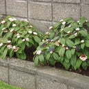 Viburnum Davidii - 3.5L