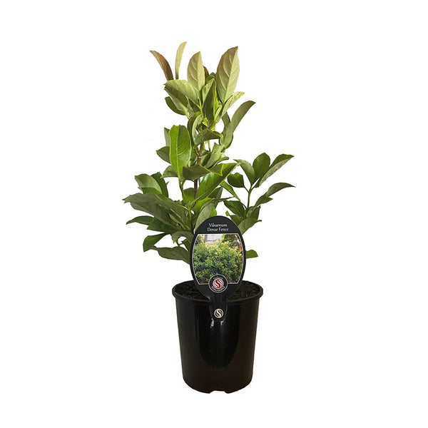 Viburnum Dense Fence - 1.9L