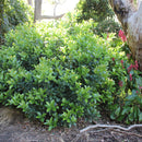 Viburnum Dense Fence - 1.9L