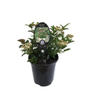 Viburnum Eve Price - 3.5L