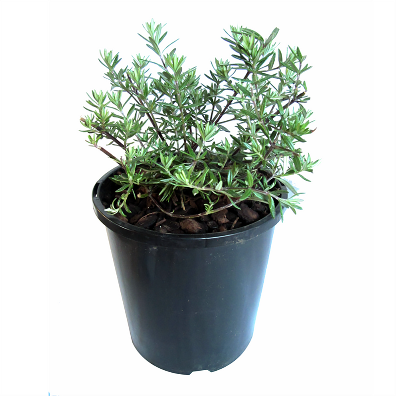 Westringia Mundi - 2.4L