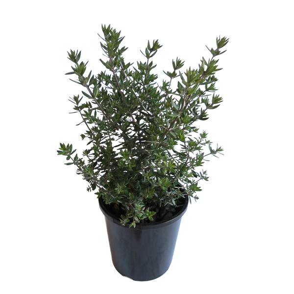 Westringia Naringa - 2.4L