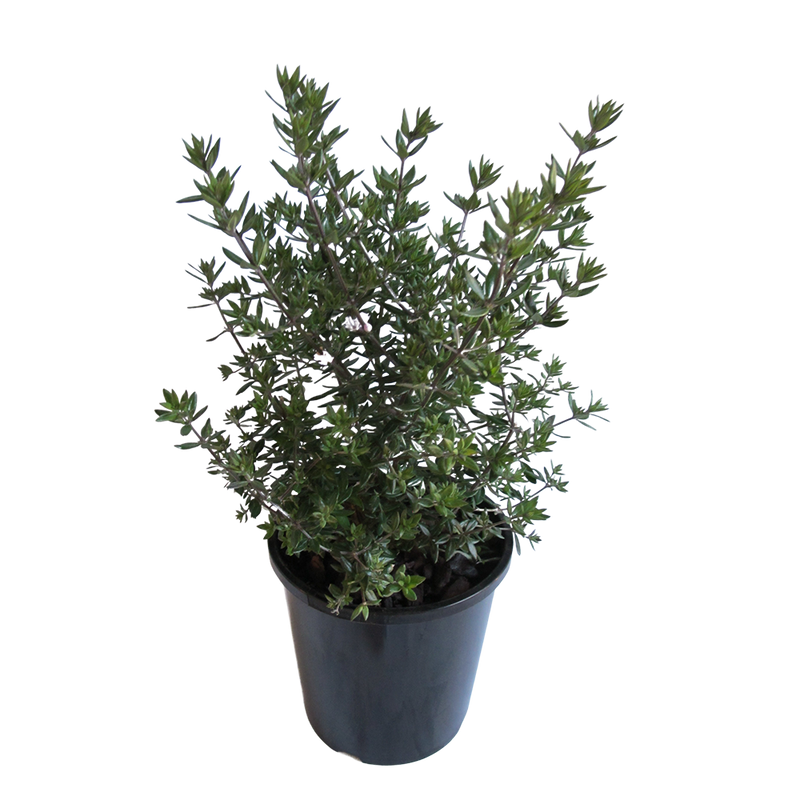 Westringia Naringa - 2.4L