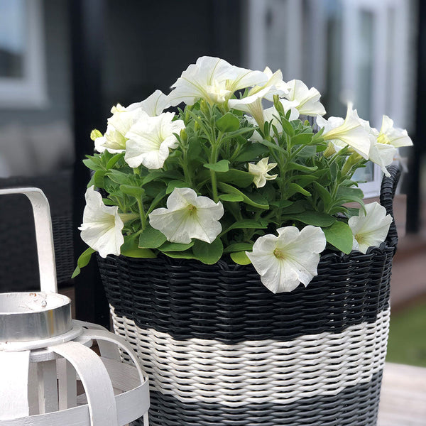 Petunia Hells White Ice - 1.5L