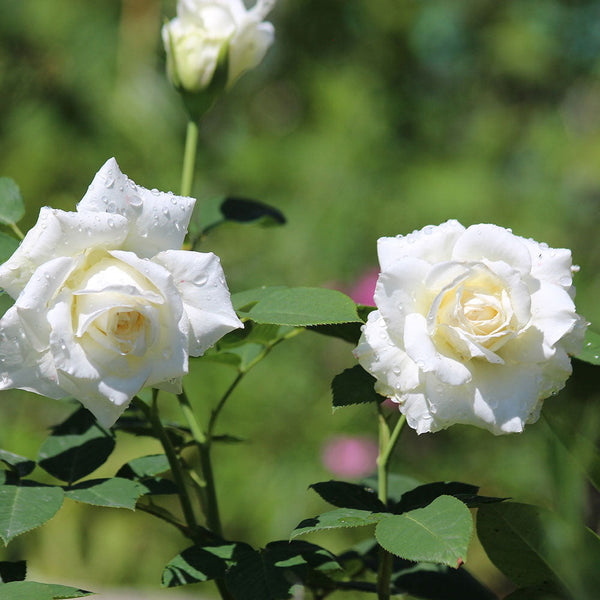 Rose 'White Romance' - 2.5L