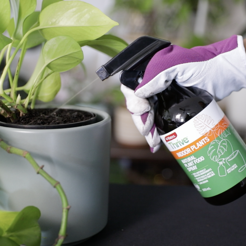 Yates Thrive Natural Indoor Plant Food Spray - 500ML