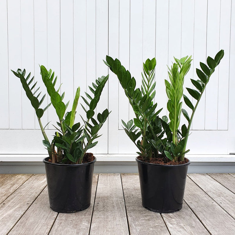 Zamioculcas - 23CM