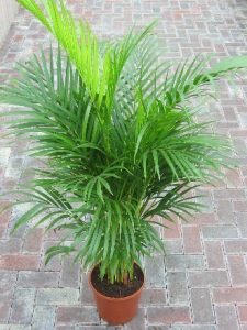 how to grow palms