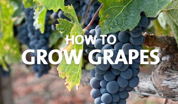 How to Grow Grapes - Palmers Garden Centre