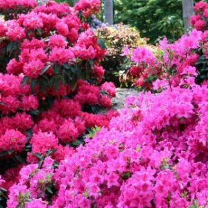 Camellias Azaleas and Rhododendrons