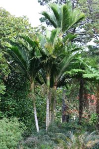 how to grow palms