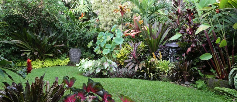 How to Create a Tropical Garden - Palmers Garden Centre