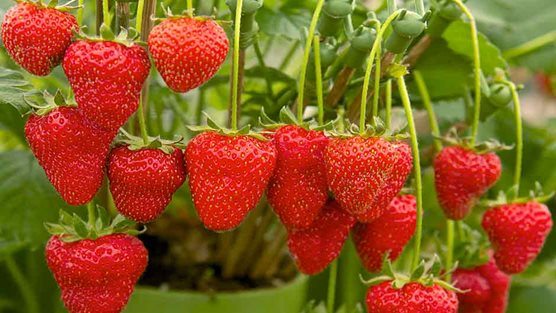 Top 10 Tips for Growing Strawberries