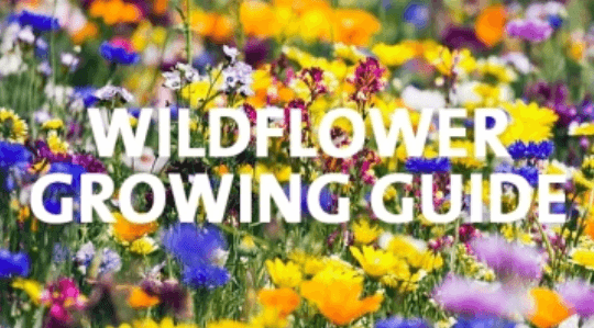grow wildflowers