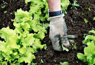 Labour Weekend Gardening Guide - Palmers Garden Centre