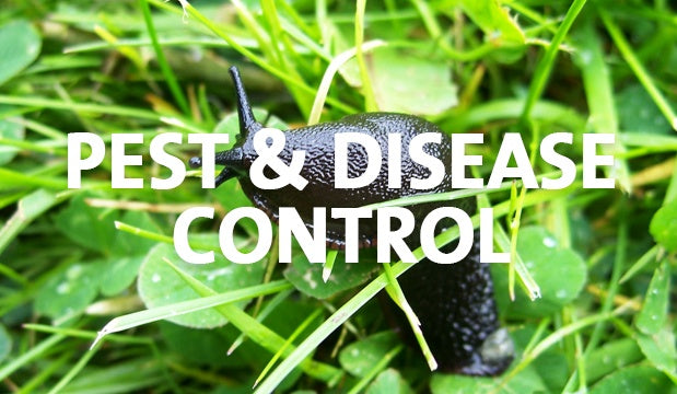 garden pests and diseases
