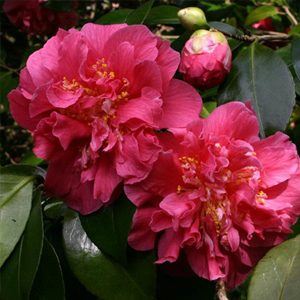 Camellias Azaleas and Rhododendrons