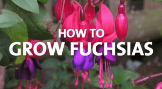 How to Grow Fuchsias - Palmers Garden Centre